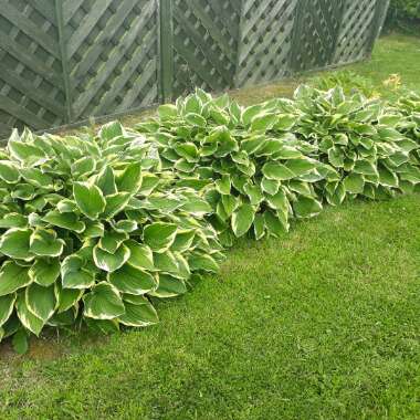 Hosta