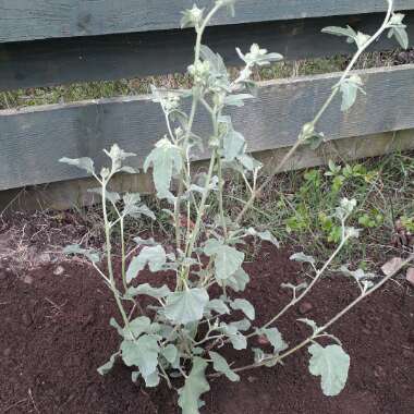 Lavatera x clementii 'Barnsley'