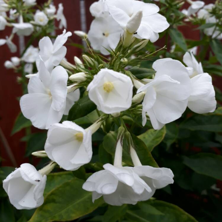 Plant image Phlox paniculata 'White Admiral'