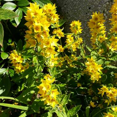 Lysimachia punctata