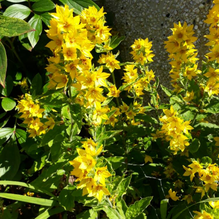 Plant image Lysimachia punctata