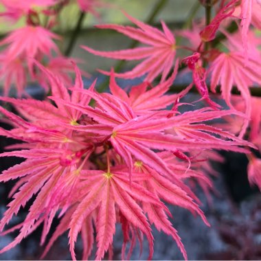 Japanese Maple 'Phoenix'