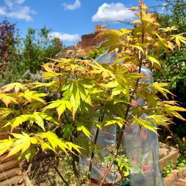 Japanese Maple 'Orange Dream'