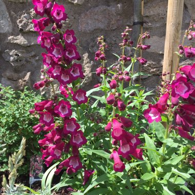 Beardtongue 'Phoenix Red'