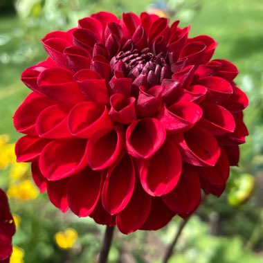 Dahlia 'Arabian Night' (Decorative)