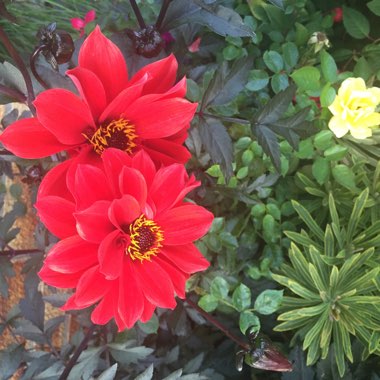 Dahlia 'Bishop of Llandaff' (Peony-flowered)