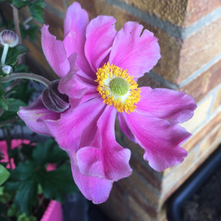 Plant image Anemone x hybrida 'Serenade'