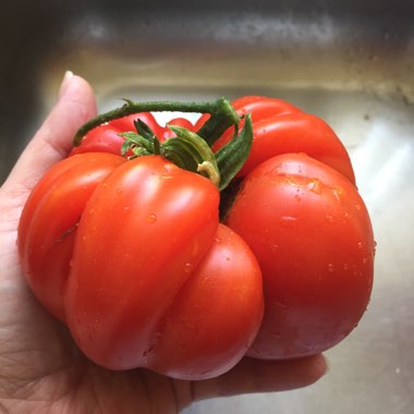 Tomato 'Beefmaster'