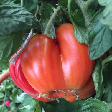 Tomato 'Beefmaster'