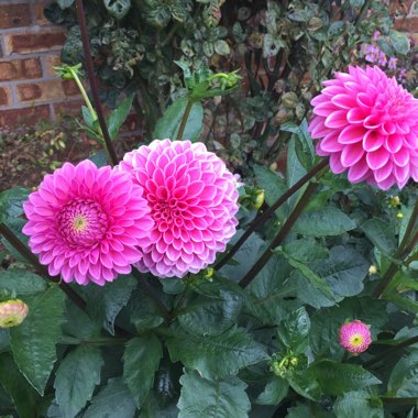 Border Dahlia