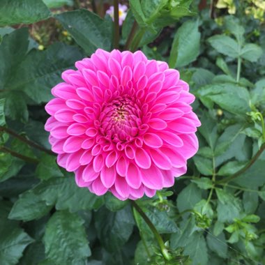 Border Dahlia