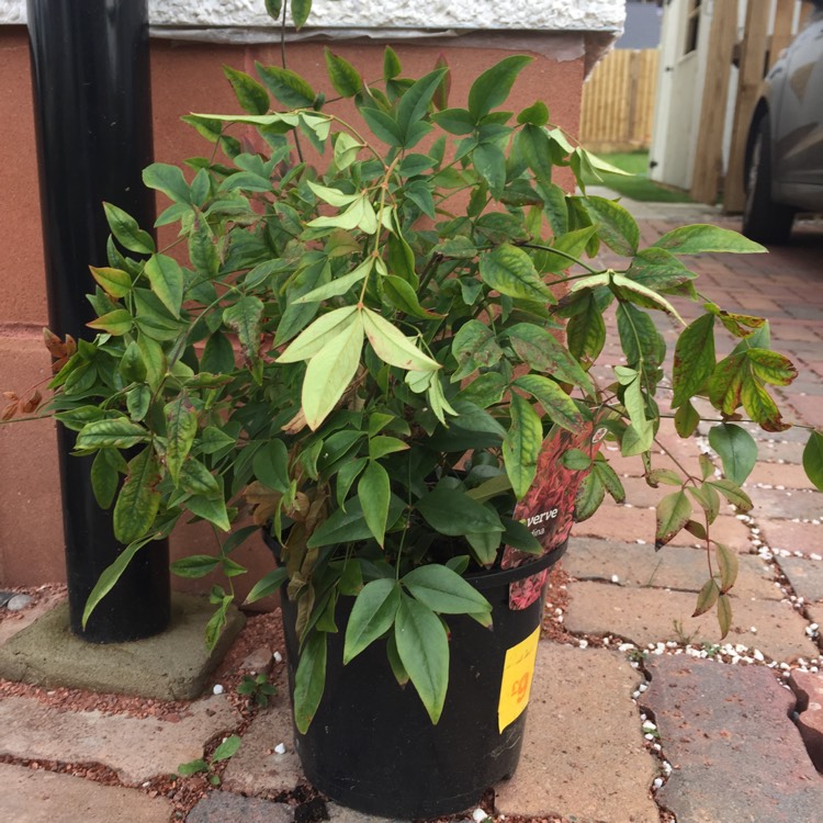 Plant image Nandina domestica 'Obsessed'