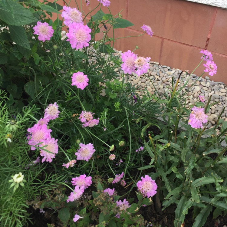 Plant image Scabiosa incisa 'Kudo'