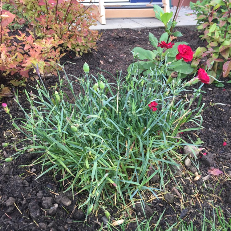 Plant image Dianthus 'Passion'