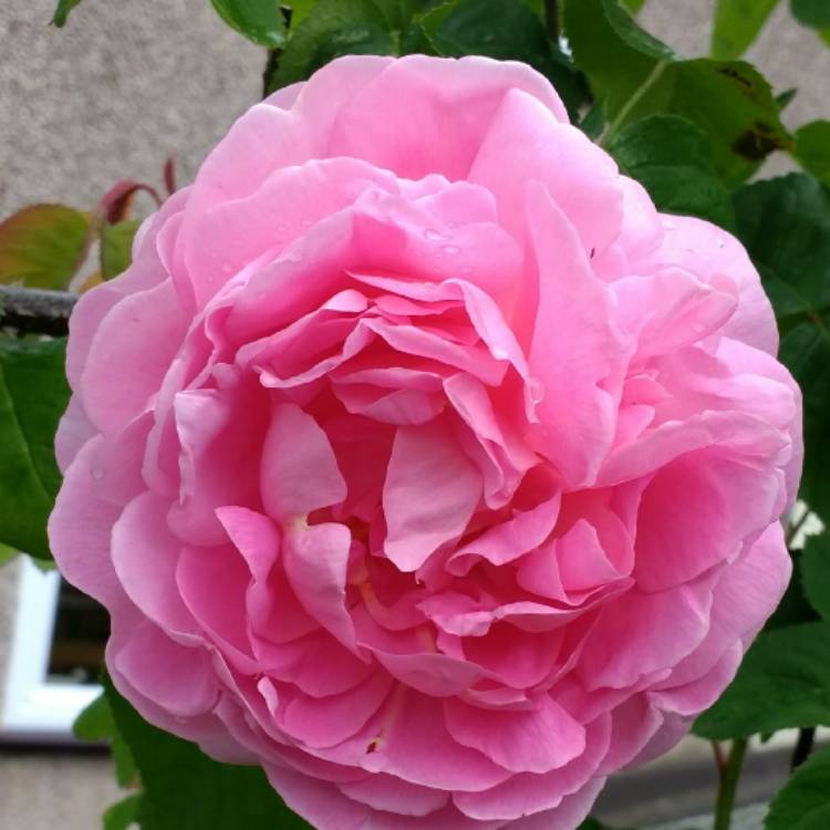 Plant image Rosa 'Constance Spry' syn. Rosa 'Austance', Rosa 'Ausfirst'