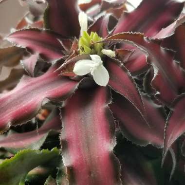 Cryptanthus Bivittatus