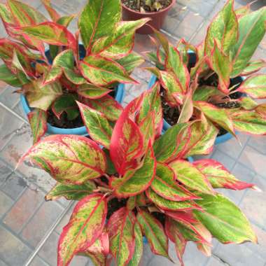 Aglaonema 'Siam'