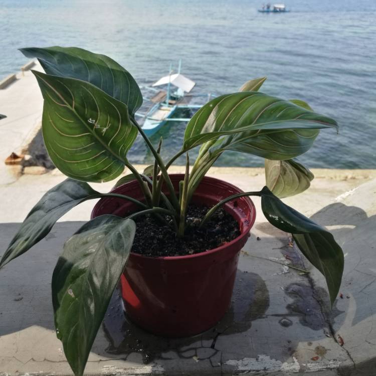 Plant image Aglaonema Rotunda