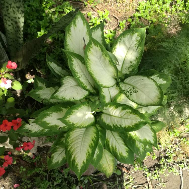 Plant image Dieffenbachia hybrida 'Tropic Marianne'