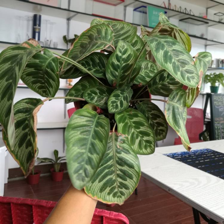 Plant image Calathea 'Burle Marxii'