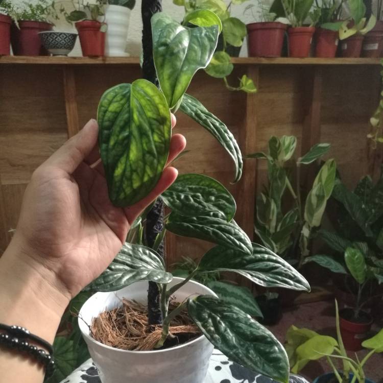 Plant image Monstera karstenianum