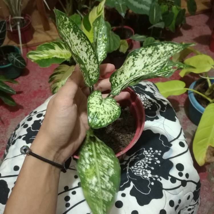 Plant image Aglaonema commutatum Eileen