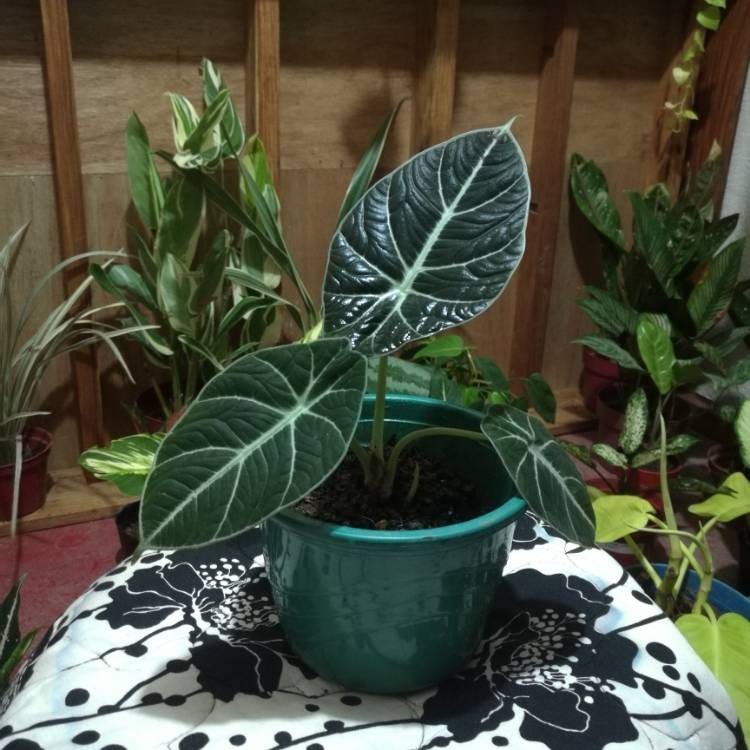 Plant image Alocasia reginula