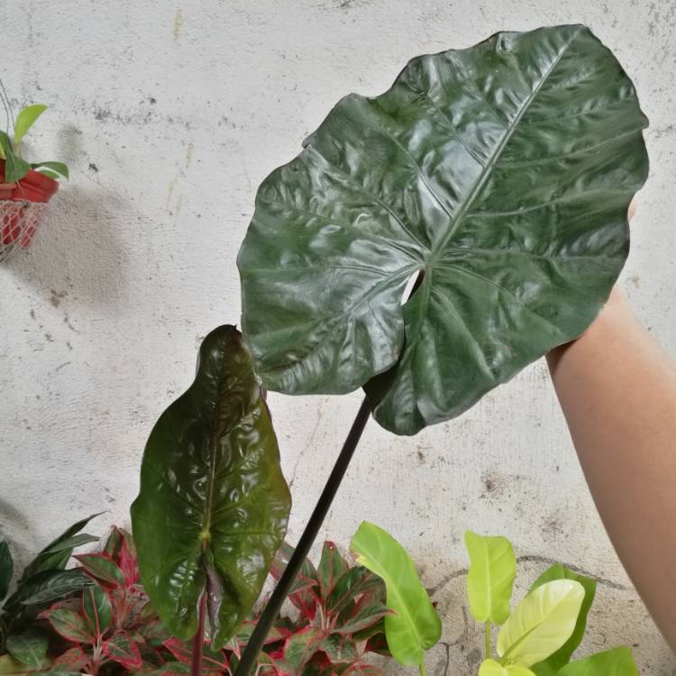 Plant image Alocasia Plumbea 'Nigra'