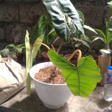 Philodendron billietiae