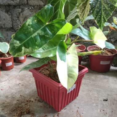 Philodendron Burle Marxii Variegated