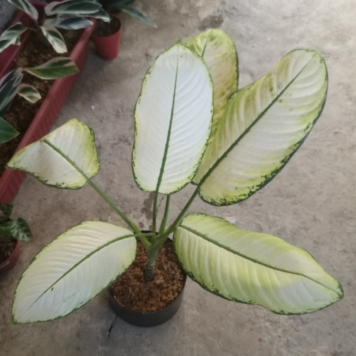 Plant image Dieffenbachia hybrida 'Tropic Marianne'