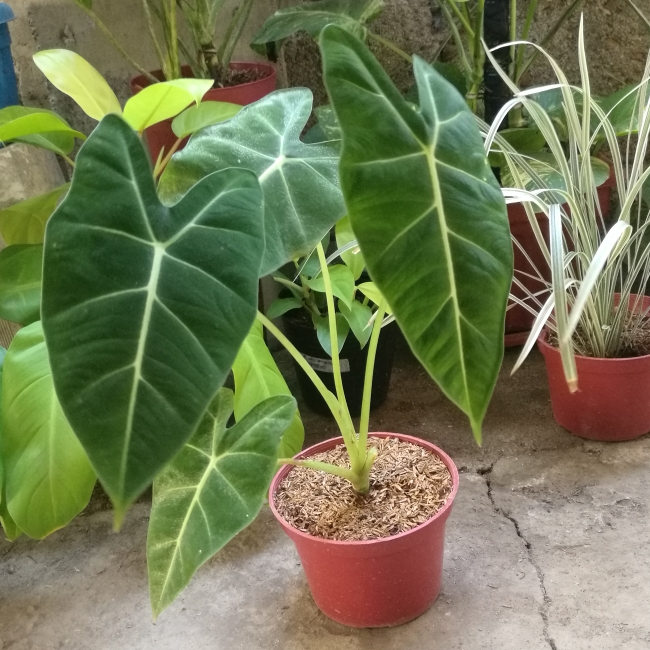 Plant image Alocasia Micholitziana 'Frydek'