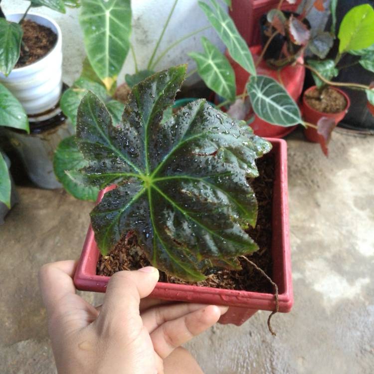 Plant image Begonia 'Gaystar'