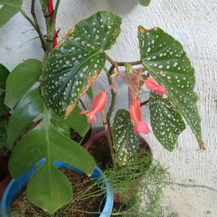 Plant image Begonia Maculata 'Wightii'