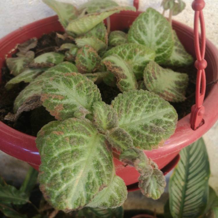 Plant image Episcia Cupreata