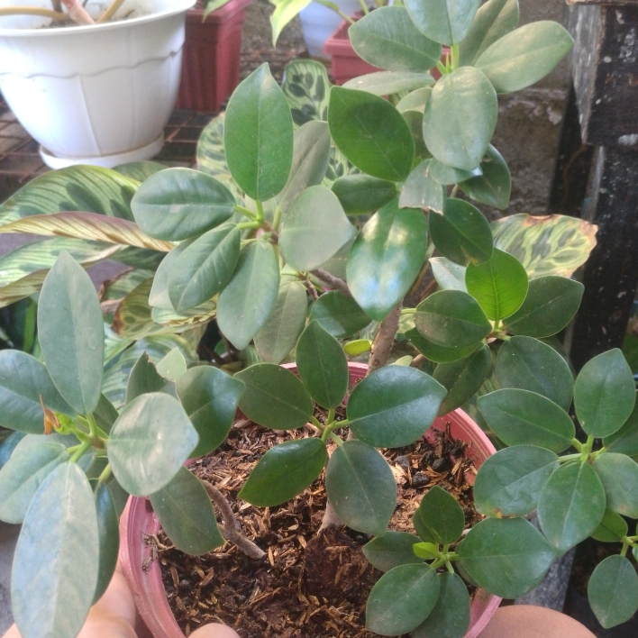 Plant image Ficus microcarpa 'Green Island'