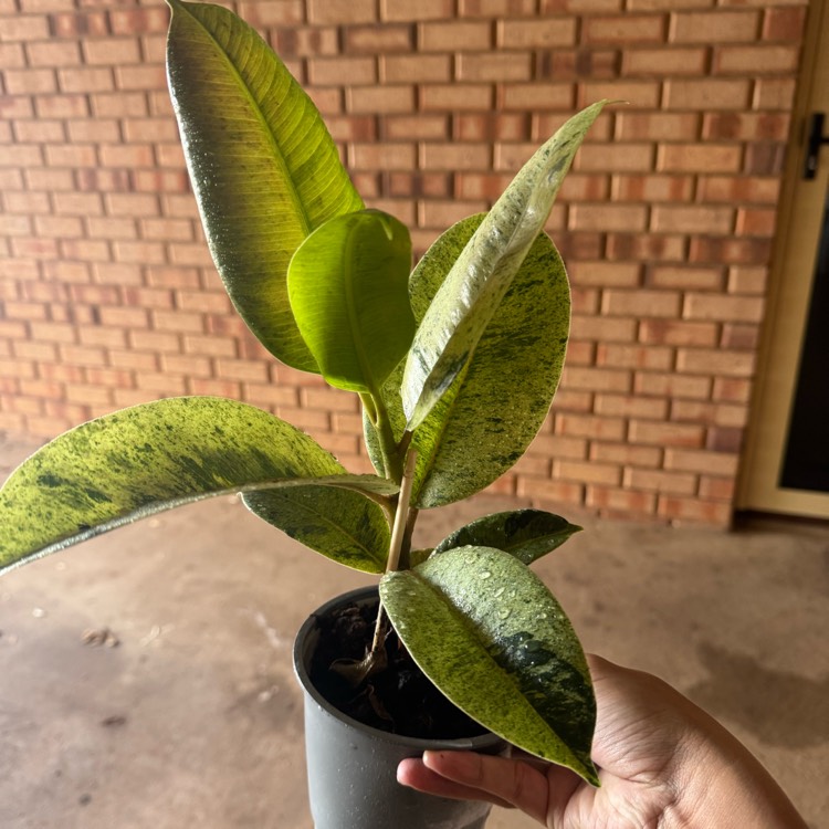 Plant image Ficus Elastica Shivereana