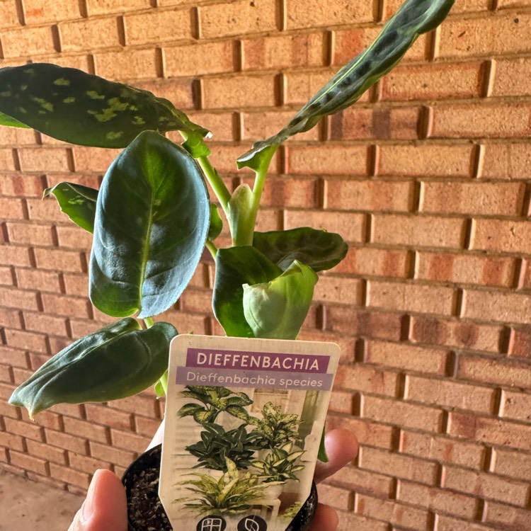 Plant image Dieffenbachia ‘Reflector'