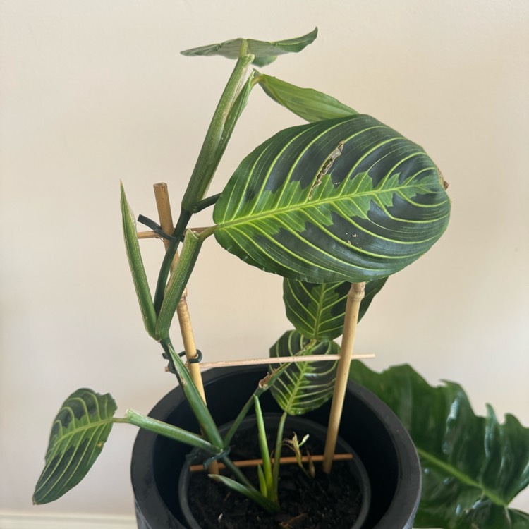 Plant image Maranta Leuconeura var. Erythroneura 'Lemon Lime'