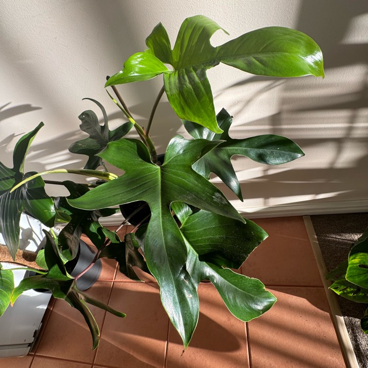 Plant image Philodendron pedatum syn. P. quercifolium