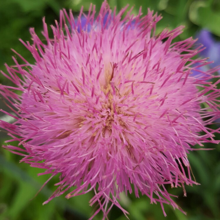 Plant image Cirsium rivulare 'Trevor's Blue Wonder'