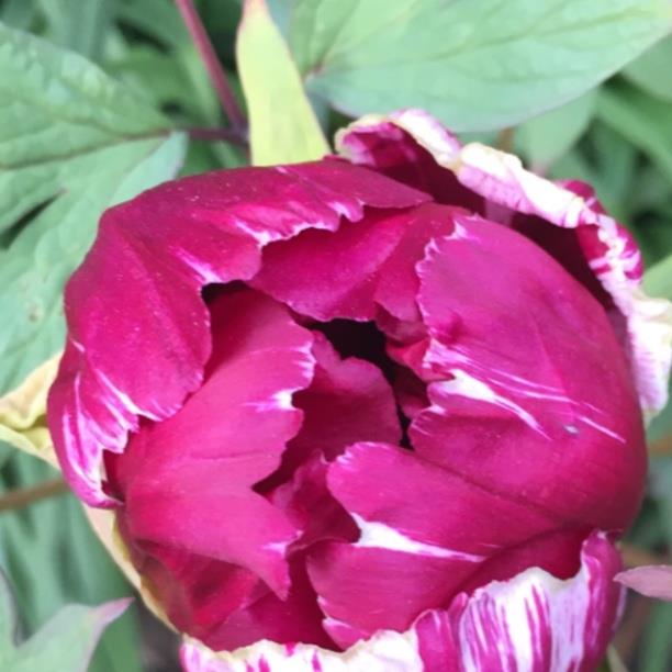 Plant image Paeonia x suffruticosa 'Kokuryu-nishiki' syn. Paeonia x suffruticosa 'Black Dragon Brocade'