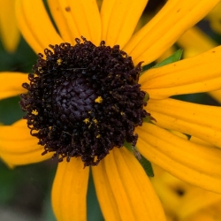 Coneflower 'Little Goldstar'