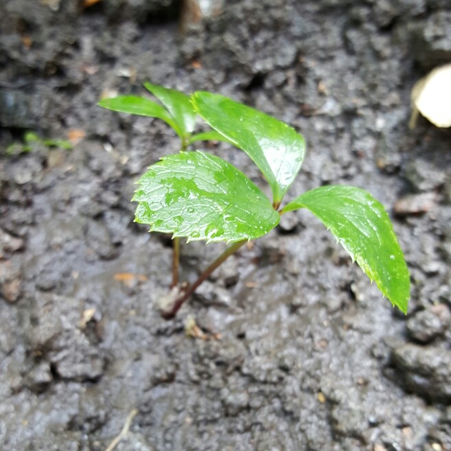 Helleborus