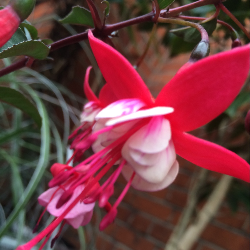 Plant image Fuchsia 'Madame Cornelissen'