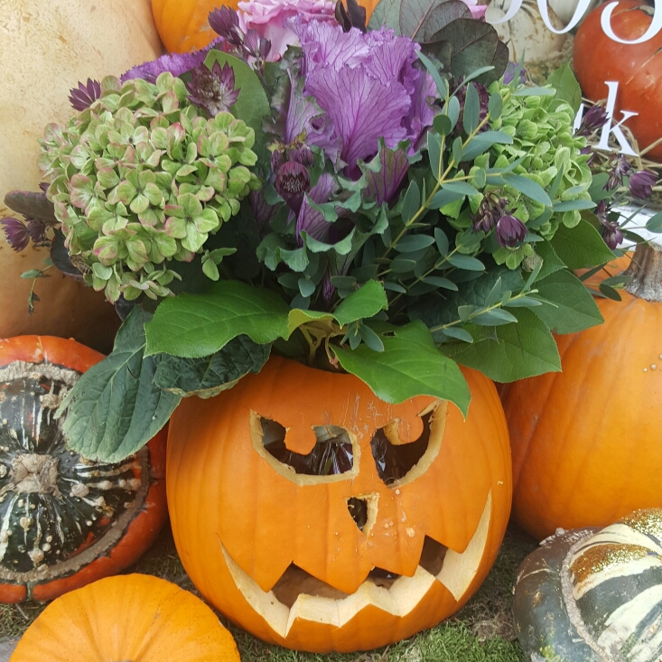 Plant image Cucurbita Maxima 'Jack O'Lantern'