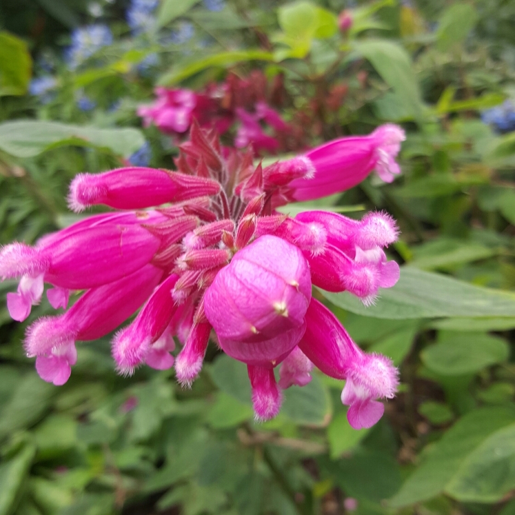 Plant image Salvia Involucrata 'Bethellii'