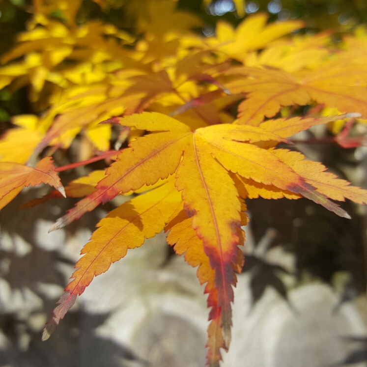 Plant image Acer Palmatum 'Crippsii'