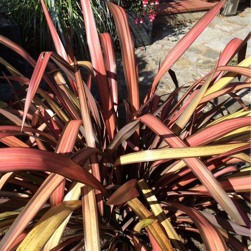 Plant image Phormium 'Evening Glow'