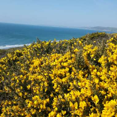 Ulex Europaeus